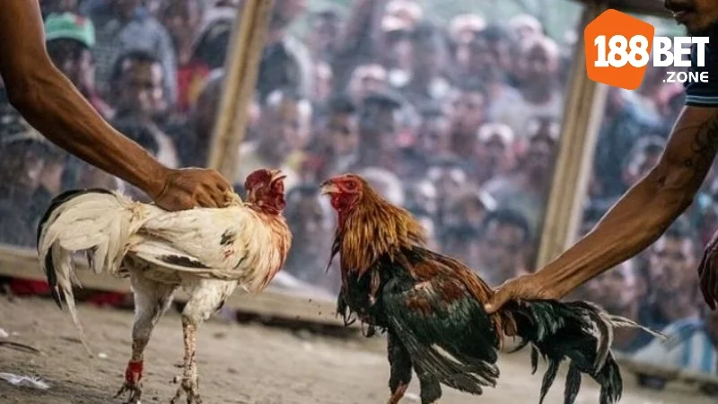 Chia sẻ kinh nghiệm cá cược đá gà trực tuyến từ cao thủ 188BET 2 Chia sẻ kinh nghiệm cá cược đá gà trực tuyến từ cao thủ