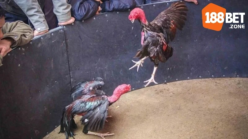 Soi Kèo Gà Chọi: Thưởng Thức Những Cuộc Đọ Sức Số 1 3 Soi Kèo Gà Chọi: Thưởng Thức Những Cuộc Đọ Sức Đỉnh Cao