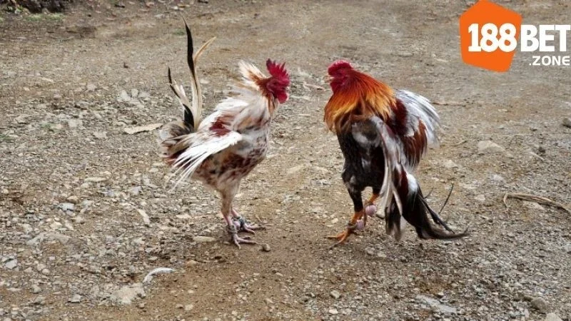 Trực Tiếp Đá Gà Tre: Sức Hấp Dẫn Nổi Bật Tại Sân Chơi 188Bet